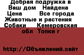 Добрая подружка,в Ваш дом!!!Найдена › Цена ­ 10 - Все города Животные и растения » Собаки   . Кемеровская обл.,Топки г.